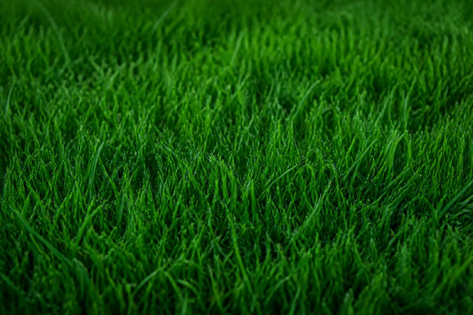 Grass texture